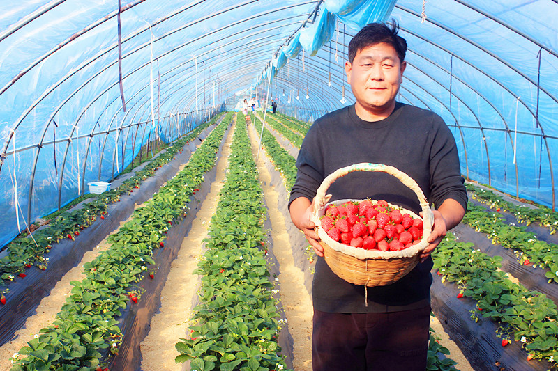 2025��ɽ�|��ݮ�a(ch��n)�I(y��)����A�M���_�����f���R�ϲ�ݮ�@��ժ�ý�